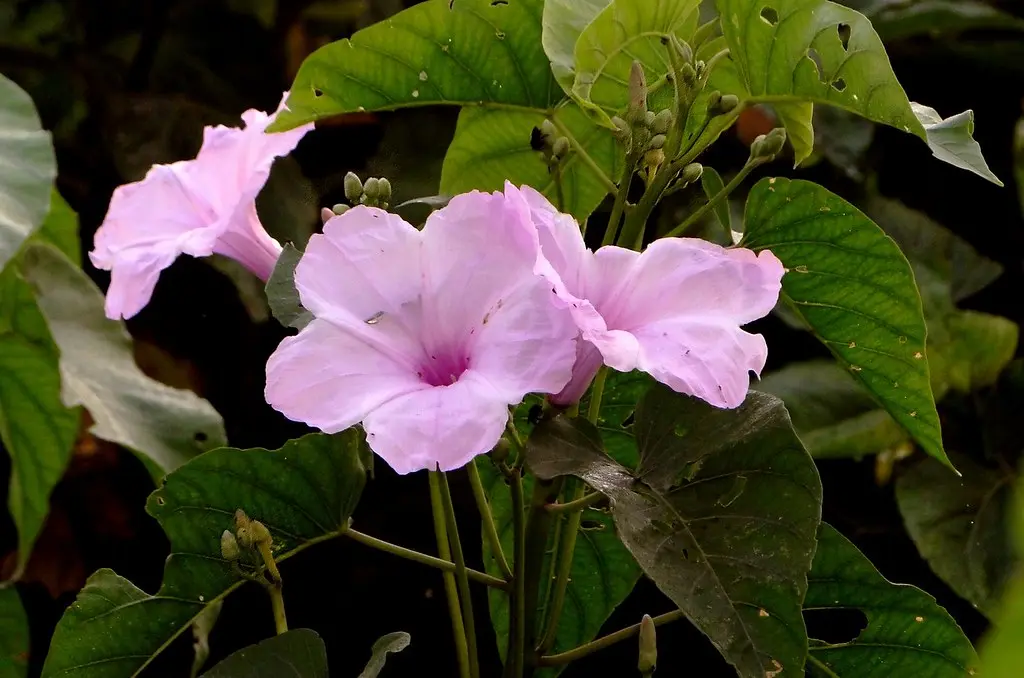 Cuáles son las flores espontáneas - Cuáles son las plantas espontaneas flores espontaneas - Cuáles son las plantas espontaneas