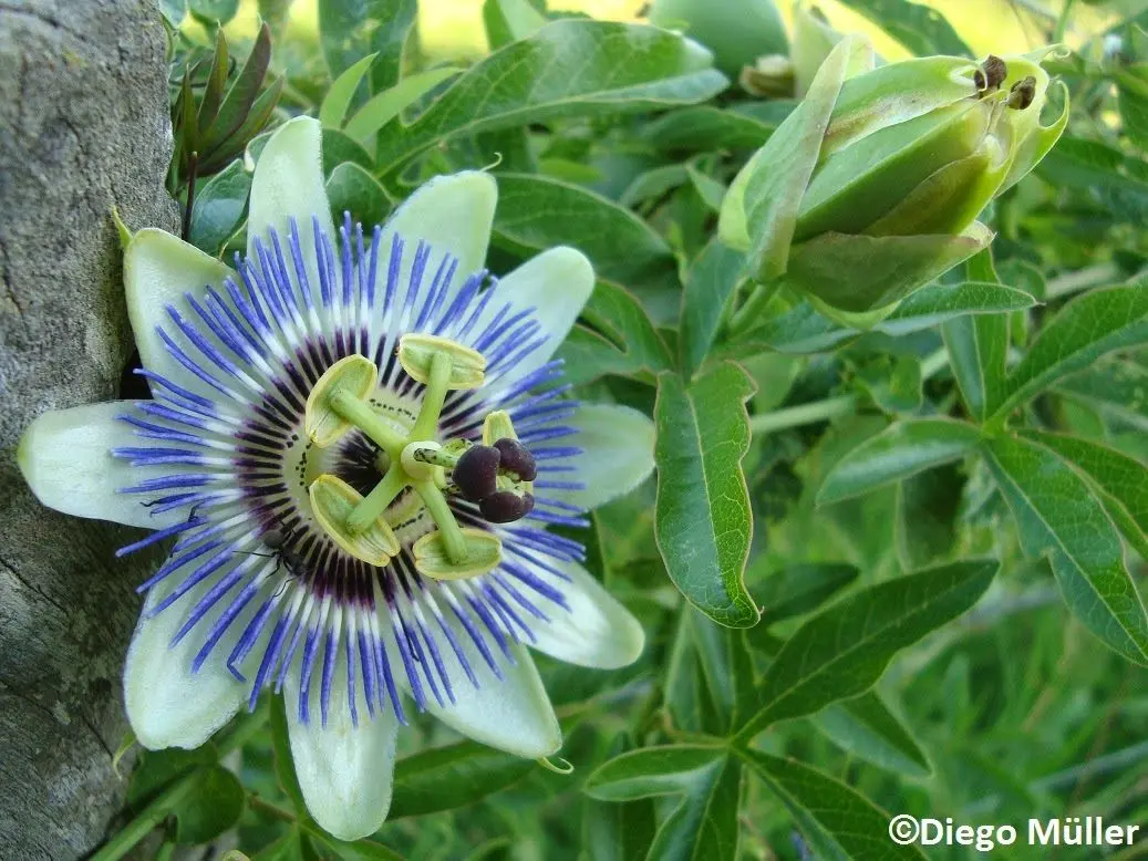 flores nativas de argentina - Cuáles son las plantas nativas de Buenos Aires
