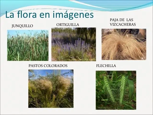flora autóctona de córdoba - Cuáles son las plantas nativas de Córdoba