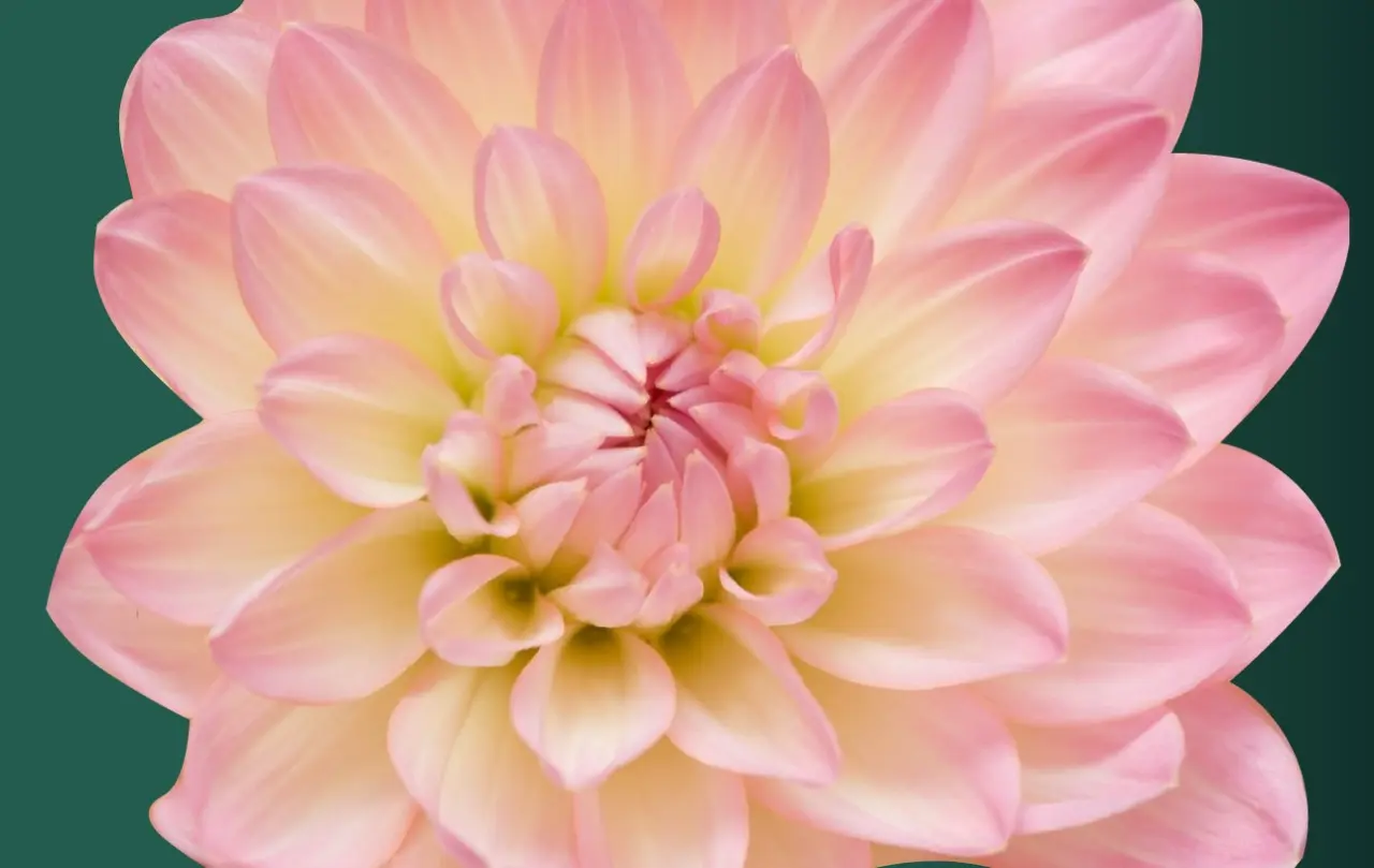 Flores originarias de México: una belleza natural - Cuáles son las plantas nativas de México flores originarias de méxico - Cuáles son las plantas nativas de México