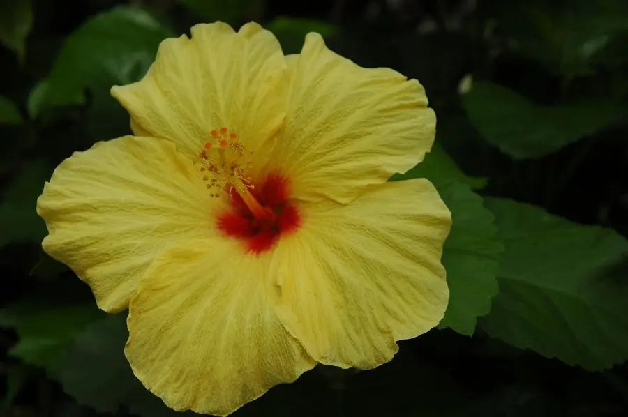 Flores Venezolanas: Belleza y Diversidad en la Naturaleza - Cuáles son las plantas representativas de Venezuela flores venezolanas - Cuáles son las plantas representativas de Venezuela