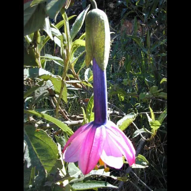 Flora en peligro de extinción en Ecuador - Cuáles son las plantas sin semillas que están en peligro en Ecuador y sus razones flora en peligro de extincion en ecuador - Cuáles son las plantas sin semillas que están en peligro en Ecuador y sus razones