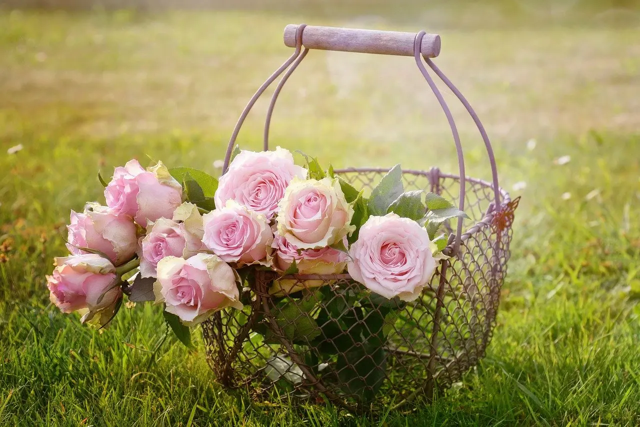 Flores Rosas: Belleza y Significado - Cuáles son las rosas más comunes flores rosas - Cuáles son las rosas más comunes