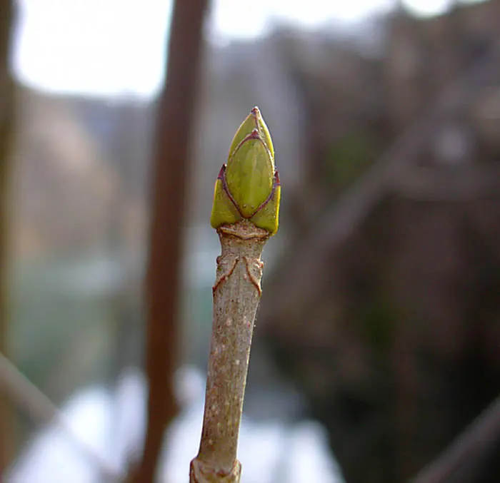 Yemas de flor: todo lo que necesitas saber - Cuáles son las yemas de madera yemas de flor - Cuáles son las yemas de madera