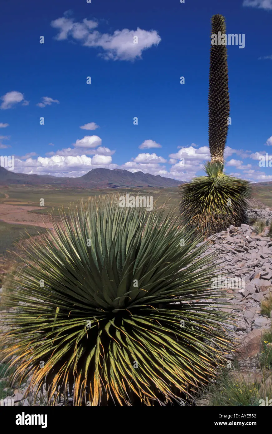 La Flora del Altiplano Boliviano - Cuáles son los 7 biomas de Bolivia flora del altiplano boliviano - Cuáles son los 7 biomas de Bolivia