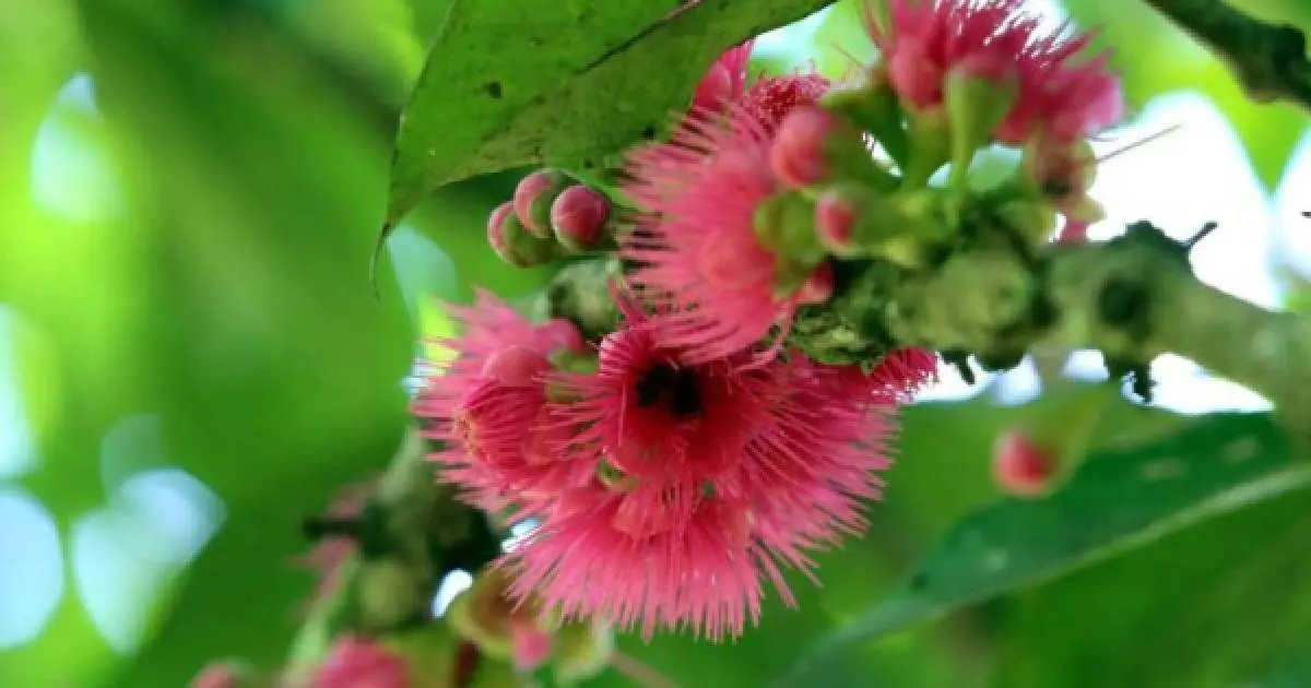 flora endemica de honduras - Cuáles son los animales endémicos de Honduras