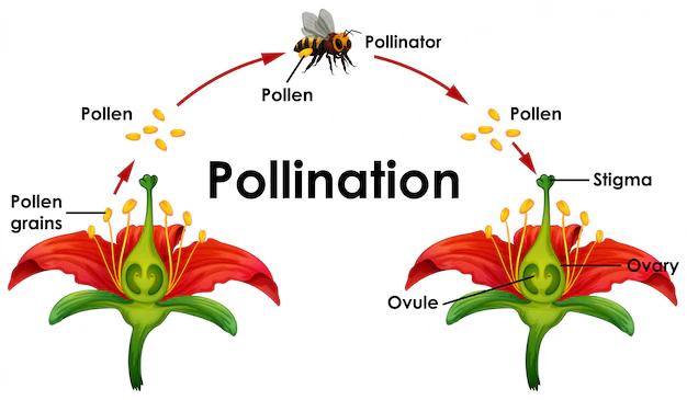 Qué es la polinización de las flores - Cuáles son los tipos de polinización que es la polinización de las flores - Cuáles son los tipos de polinización