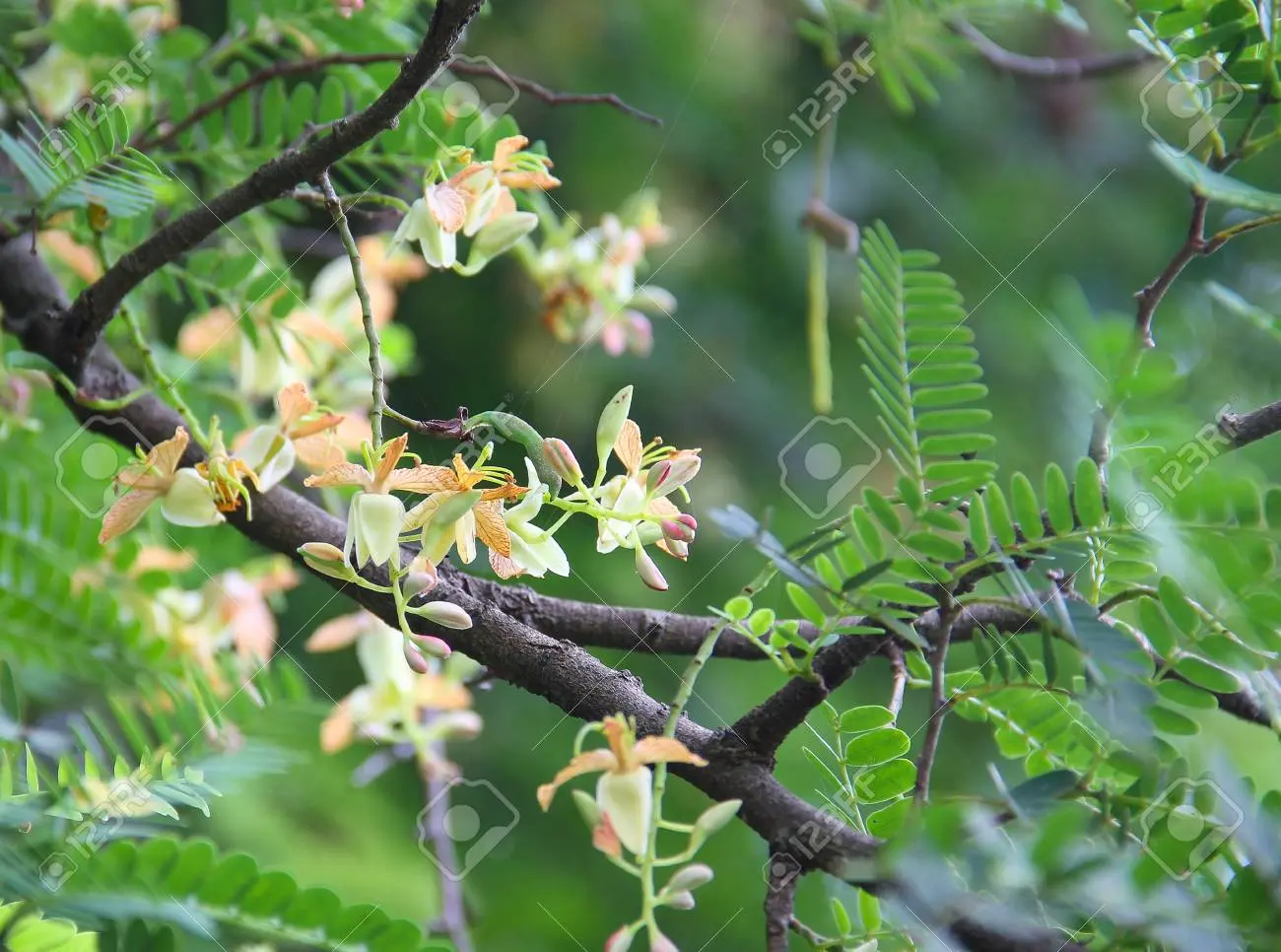 tamarindo en flor - Cuáles son los tipos de Tamarindos
