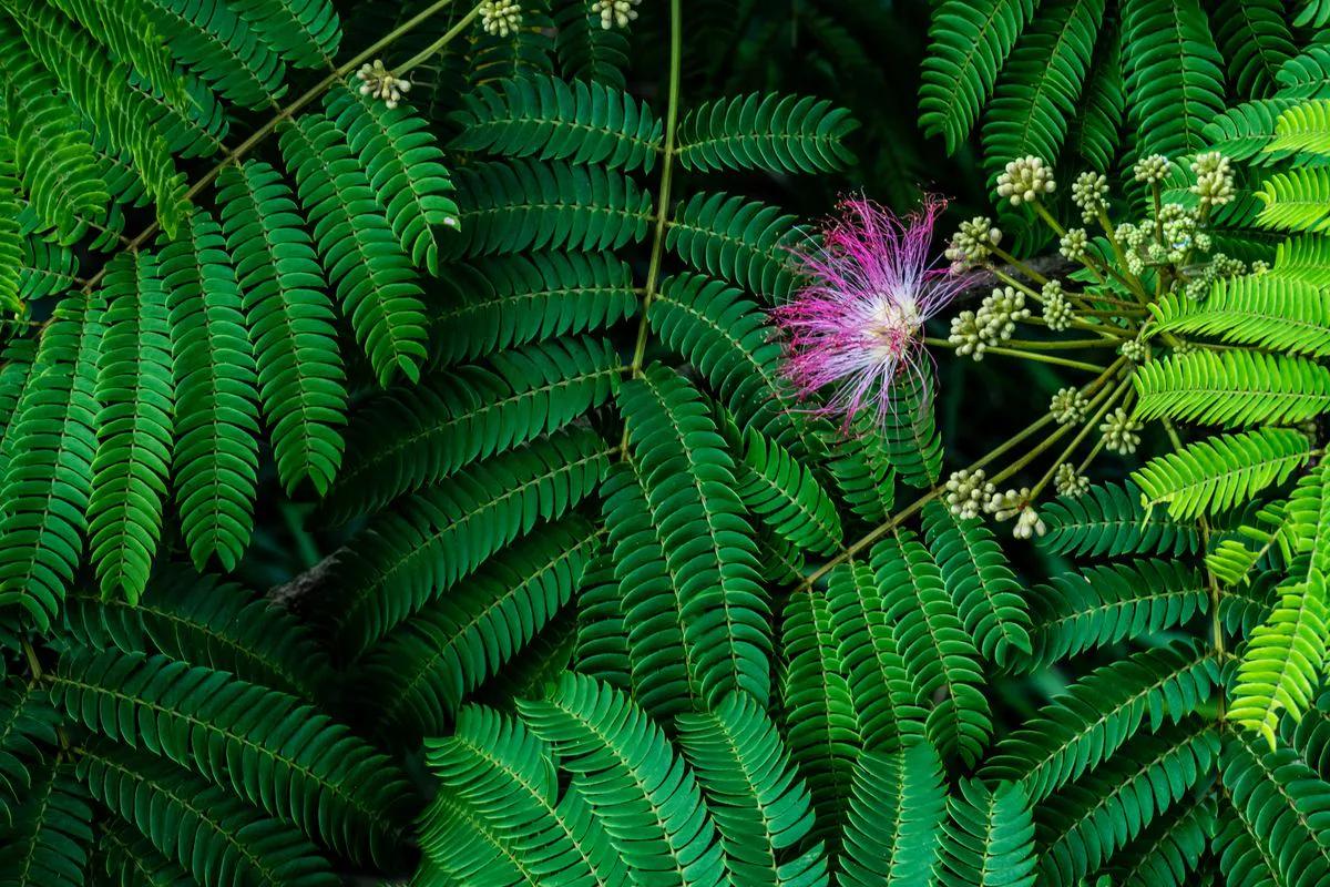 acacia de constantinopla flor - Cuándo empieza a florecer la acacia de Constantinopla