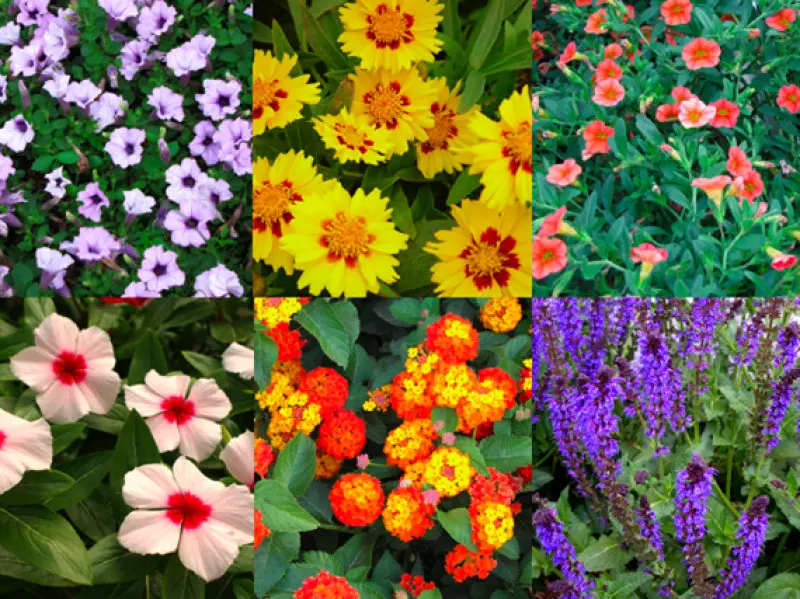Temporada de flores de verano: una explosión de colores y fragancias - Cuándo es la temporada de las flores temporada flores de verano - Cuándo es la temporada de las flores