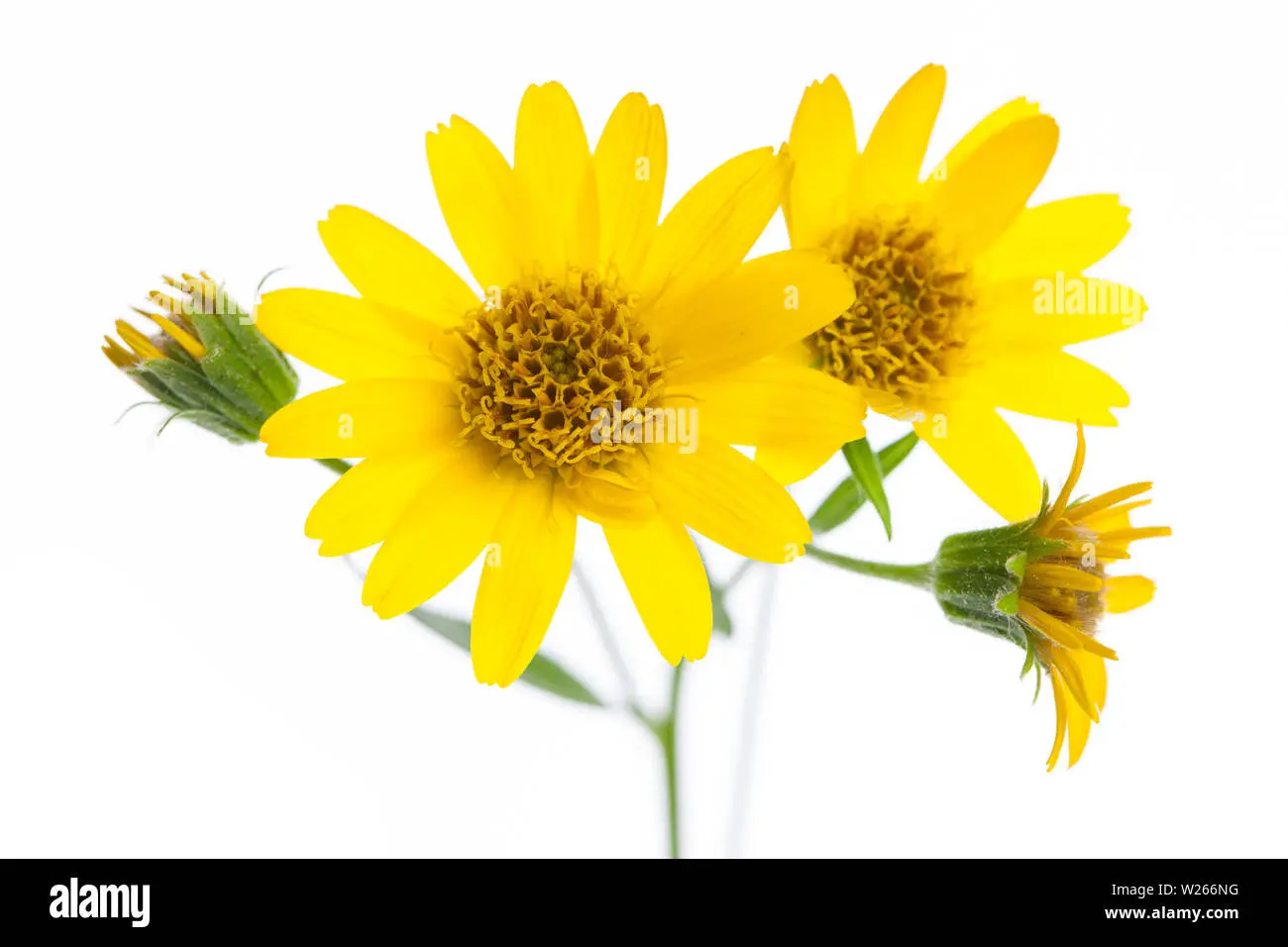 Flor de Árnica: Fotos y Características - Cuándo florece el árnica flor de arnica fotos - Cuándo florece el árnica