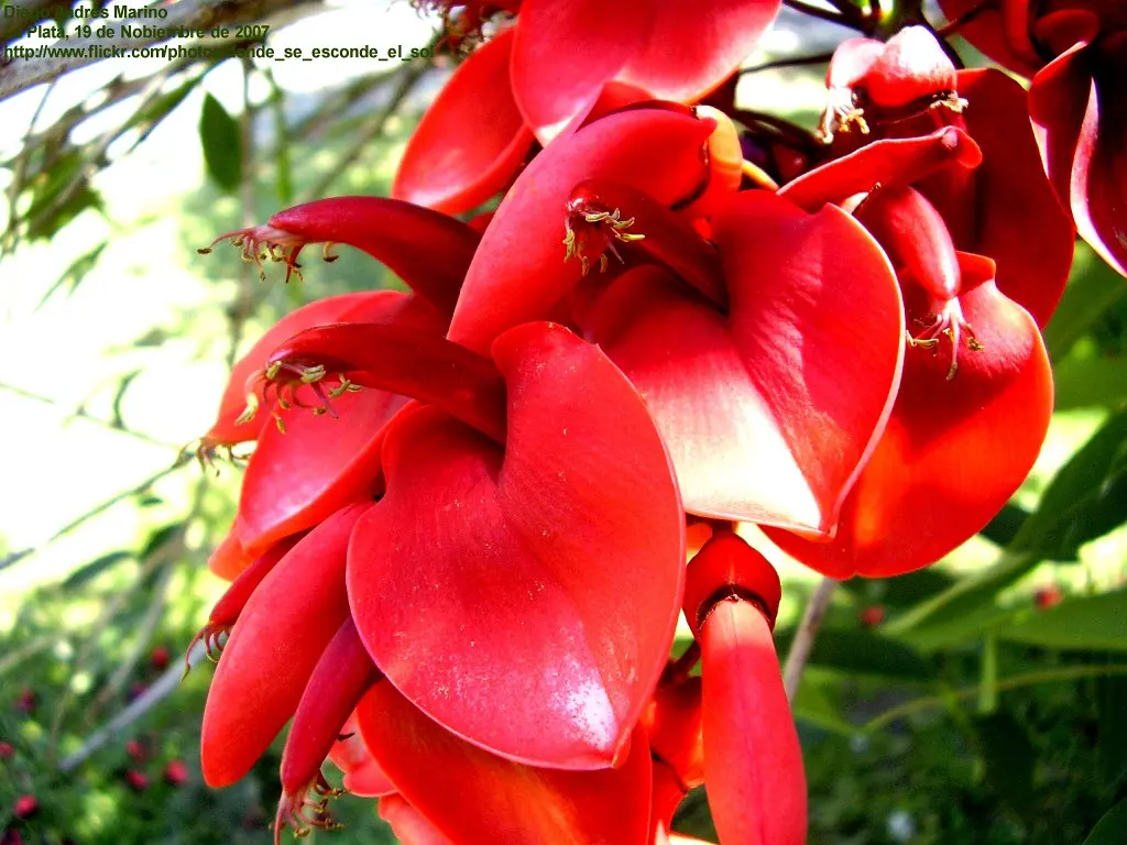 La Flor Nacional de Uruguay: El Ceibo - Cuándo florece el ceibo en Uruguay flor nacional de uruguay - Cuándo florece el ceibo en Uruguay