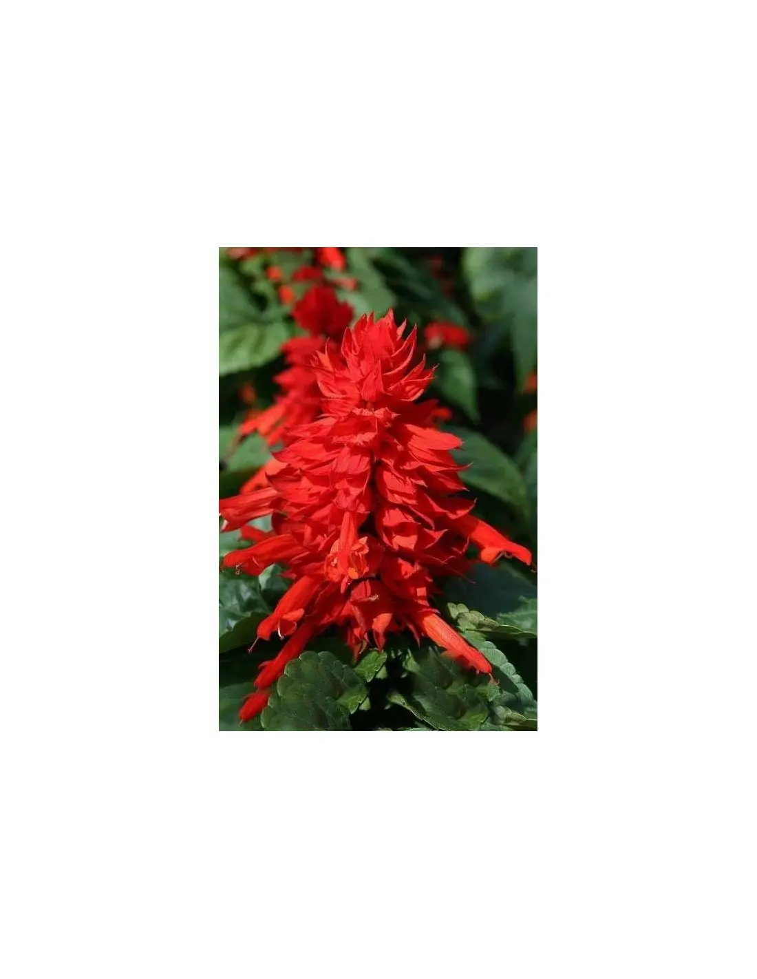 Flores de Coral - Cuándo florece el coral flores de coral - Cuándo florece el coral