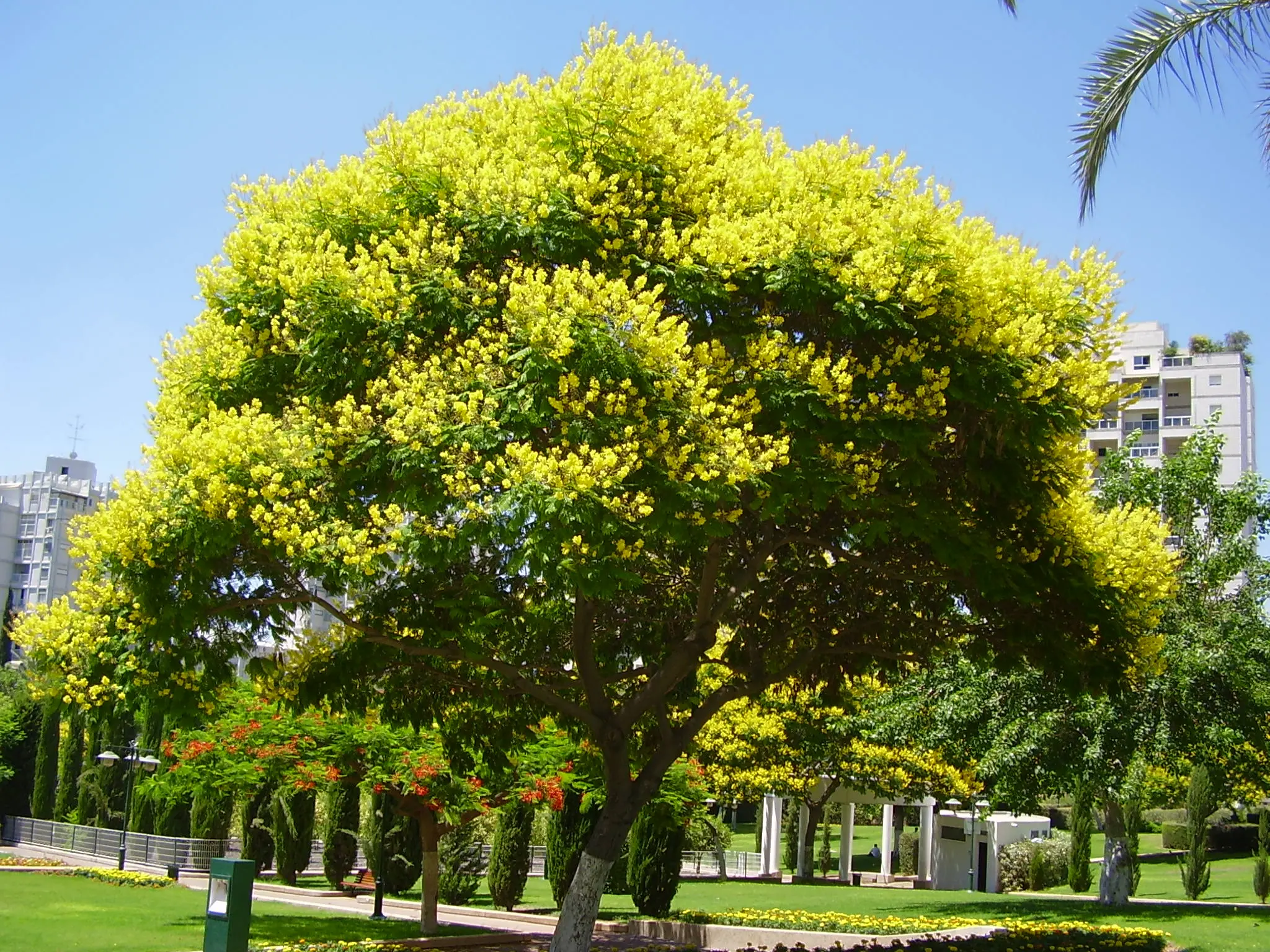 Ibira Pita Flor: Belleza y simbolismo en Buenos Aires - Cuándo florece el ibirapitá ibira pita flor - Cuándo florece el ibirapitá
