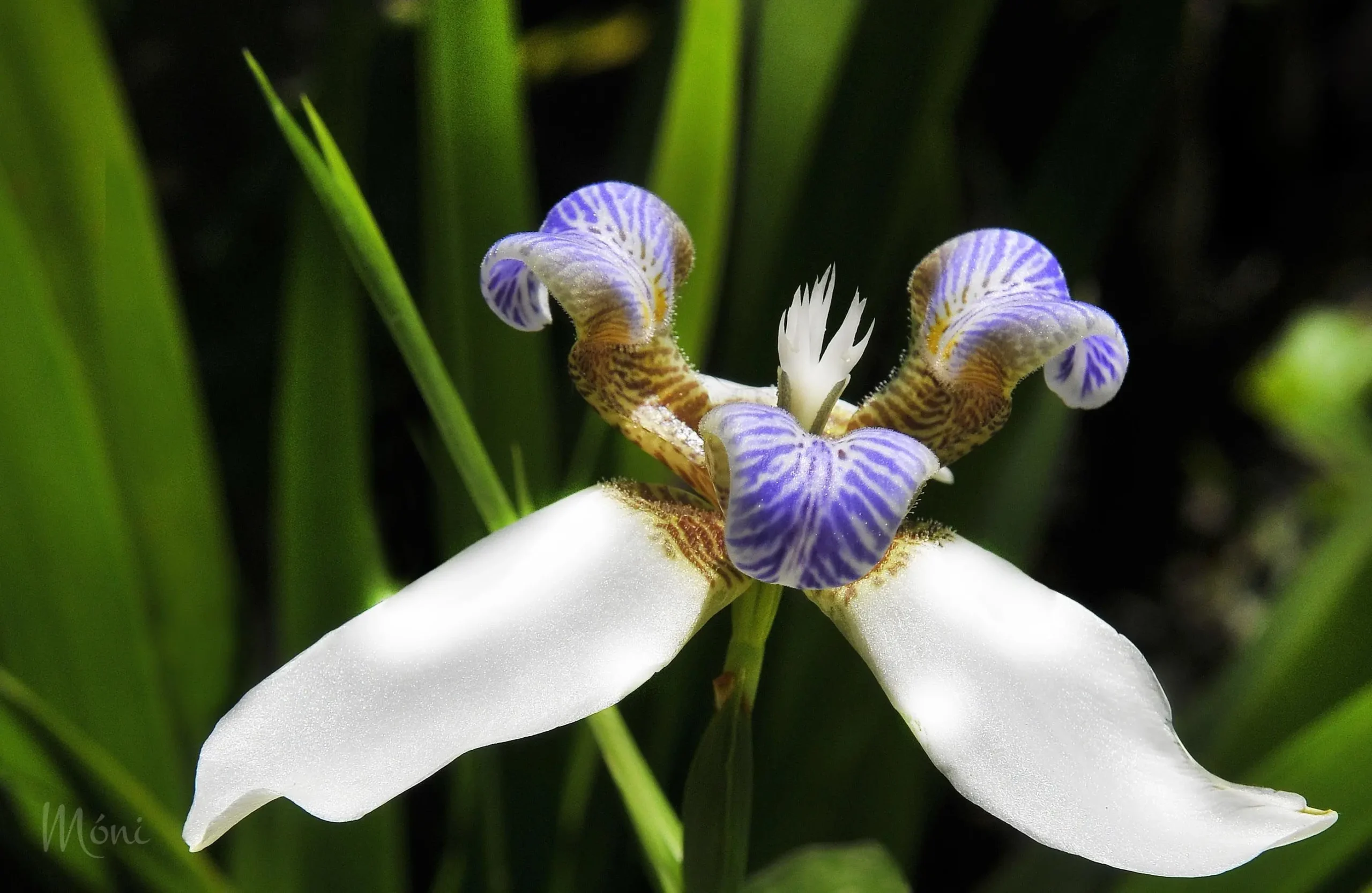 iris caminante flor - Cuándo florece el iris caminante