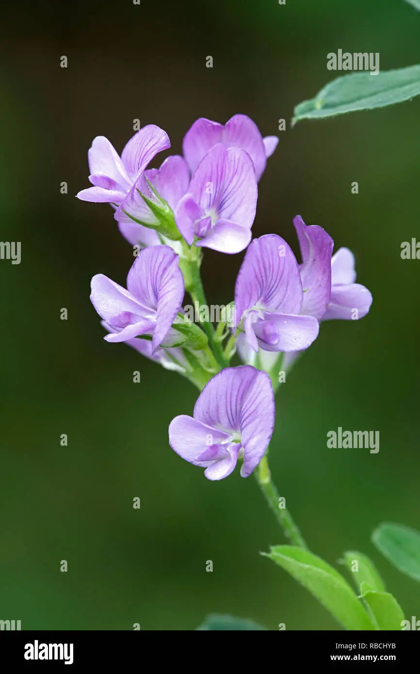 alfalfa flor - Cuándo florece la alfalfa