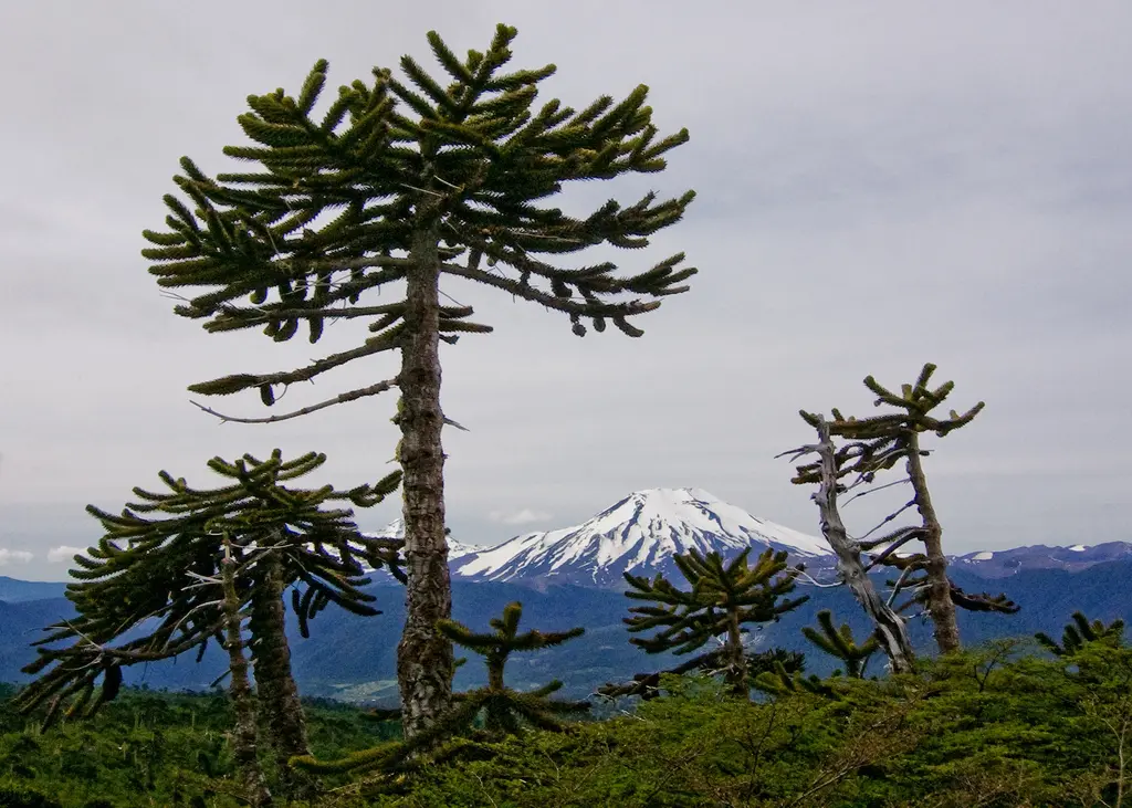Flora Araucaria: Conoce más sobre esta hermosa especie de árbol - Cuándo florece la Araucaria flora araucaria - Cuándo florece la Araucaria