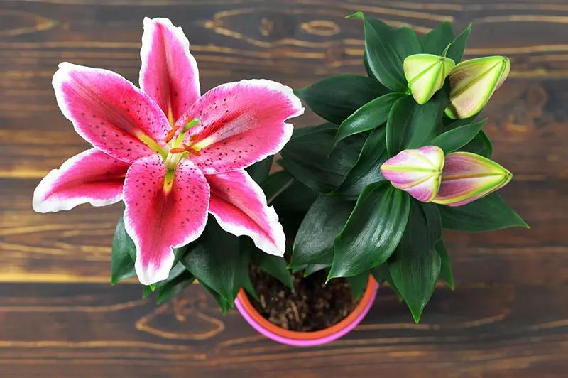 Flor de Azucena: Belleza y Fragancia en su Esplendor - Cuándo florece la azucena flor de azucena - Cuándo florece la azucena