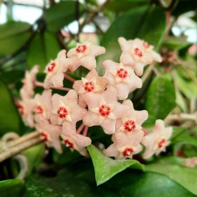 Flor de nácar: Un tesoro natural - Cuándo florece la flor de nácar en Argentina flor de nacar - Cuándo florece la flor de nácar en Argentina