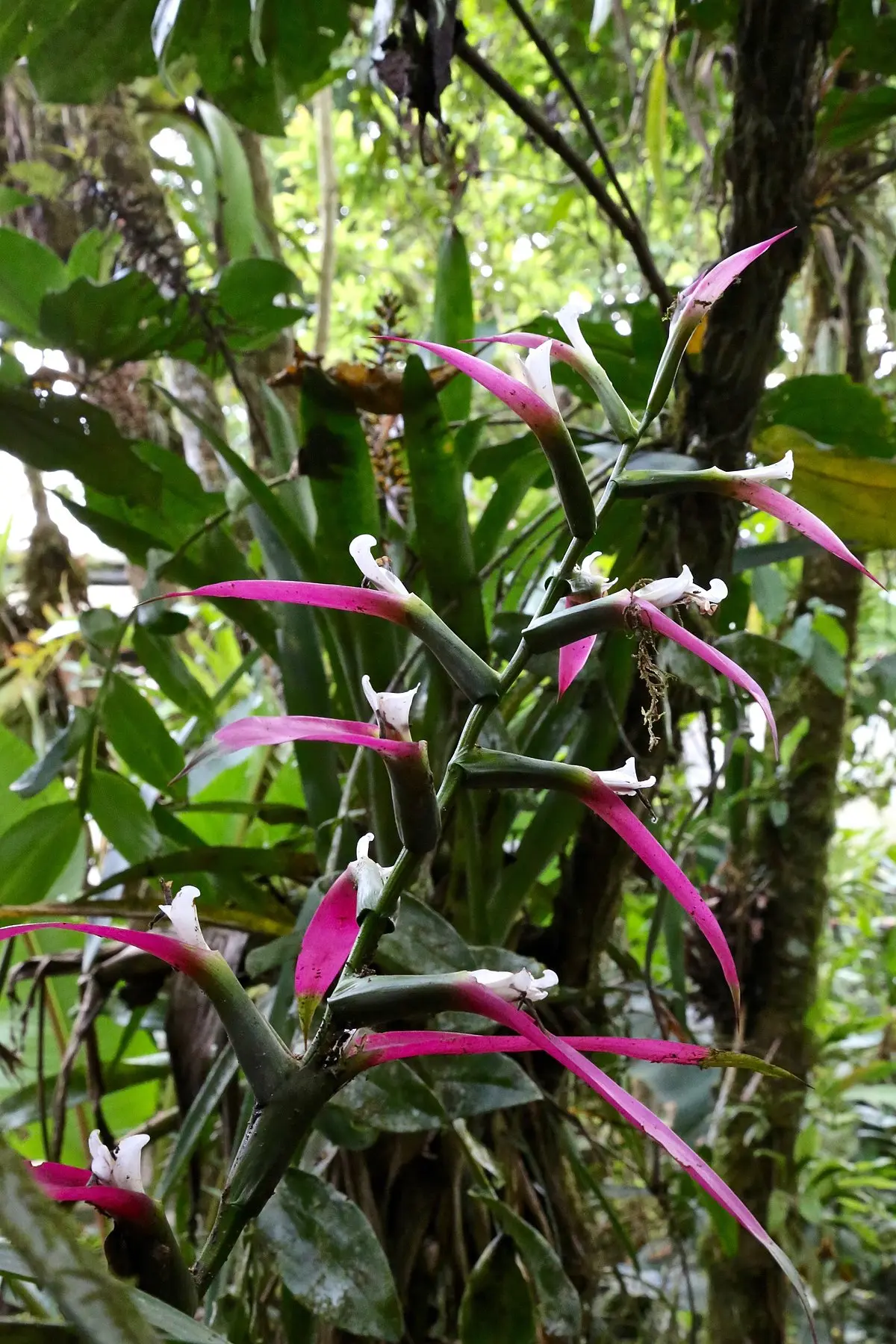 Flor de Guzmania: Belleza tropical para el interior de tu hogar - Cuándo florece la guzmania flor de guzmania - Cuándo florece la guzmania