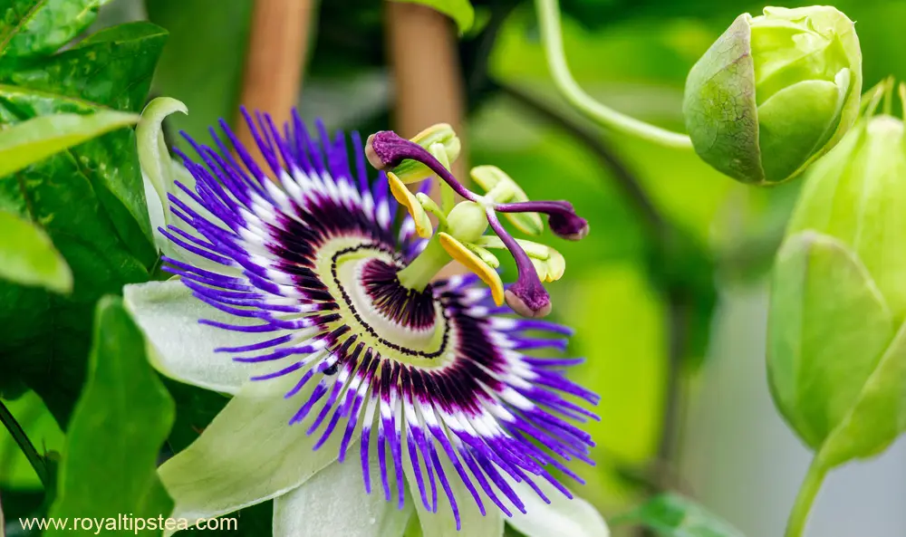 Maracuyá en Flor - Cuándo florece la planta de maracuyá maracuya en flor - Cuándo florece la planta de maracuyá