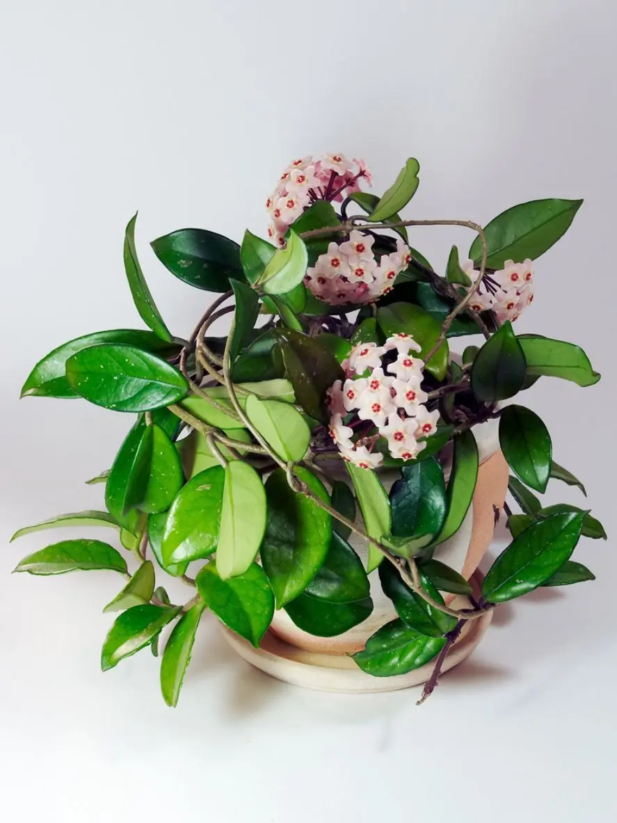 planta flor de cera - Cuándo florece la planta flor de cera
