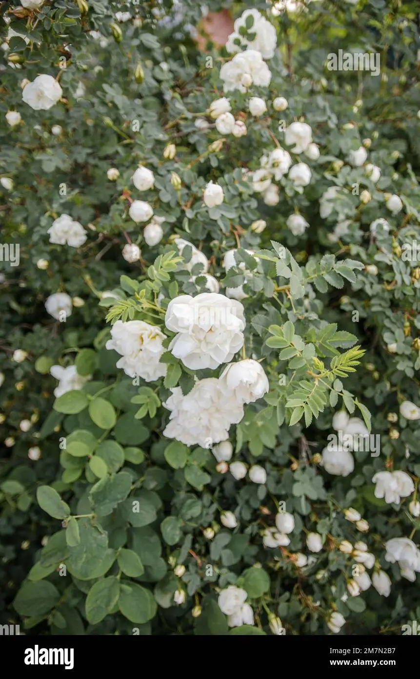 rosa mosqueta flor blanca - Cuándo florece la rosa mosqueta