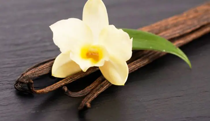 flor de la vainilla planta - Cuándo florece la vainilla