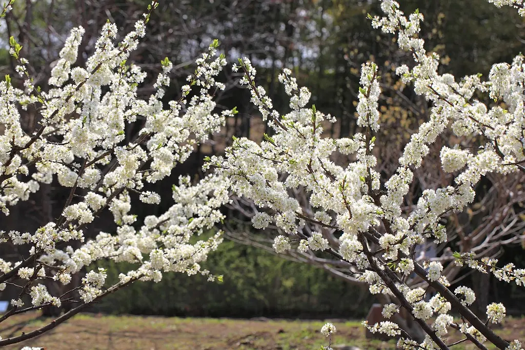 prunus salicina flor - Cuándo florece Prunus doméstica