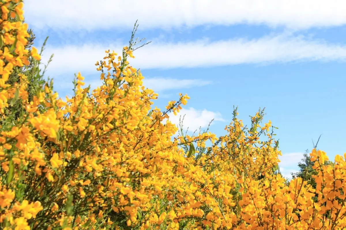 flores amarillas de bariloche - Cuándo florecen las retamas en Bariloche