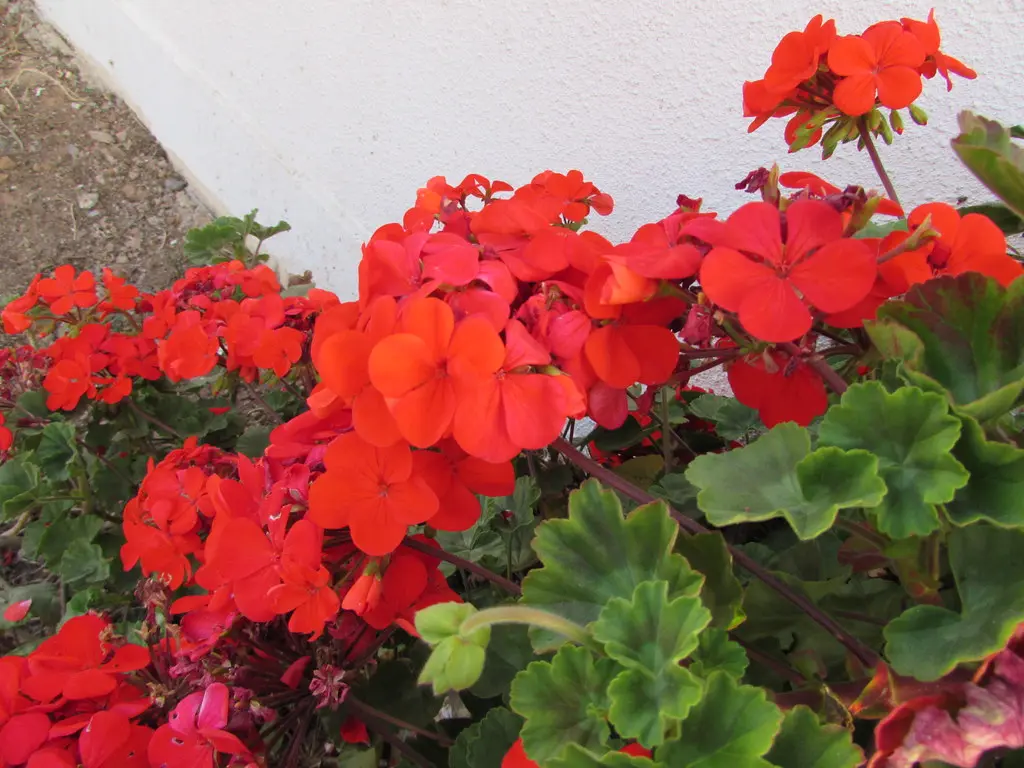 Cardenales flores: la planta perfecta para alegrar tus espacios - Cuándo florecen los cardenales cardenales flores - Cuándo florecen los cardenales