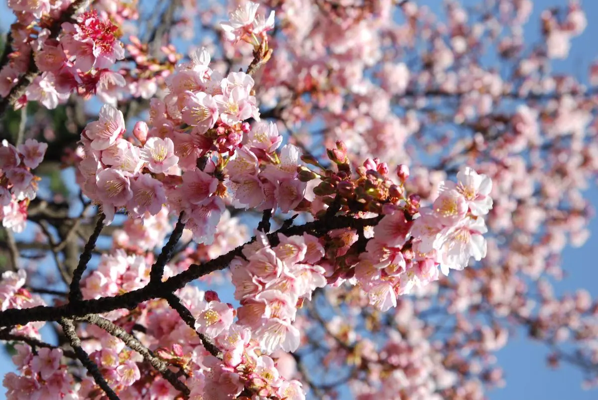 Campos de flores: Un espectáculo de color y belleza natural - Cuándo florecen los cerezos en Barcelona campos de flores - Cuándo florecen los cerezos en Barcelona