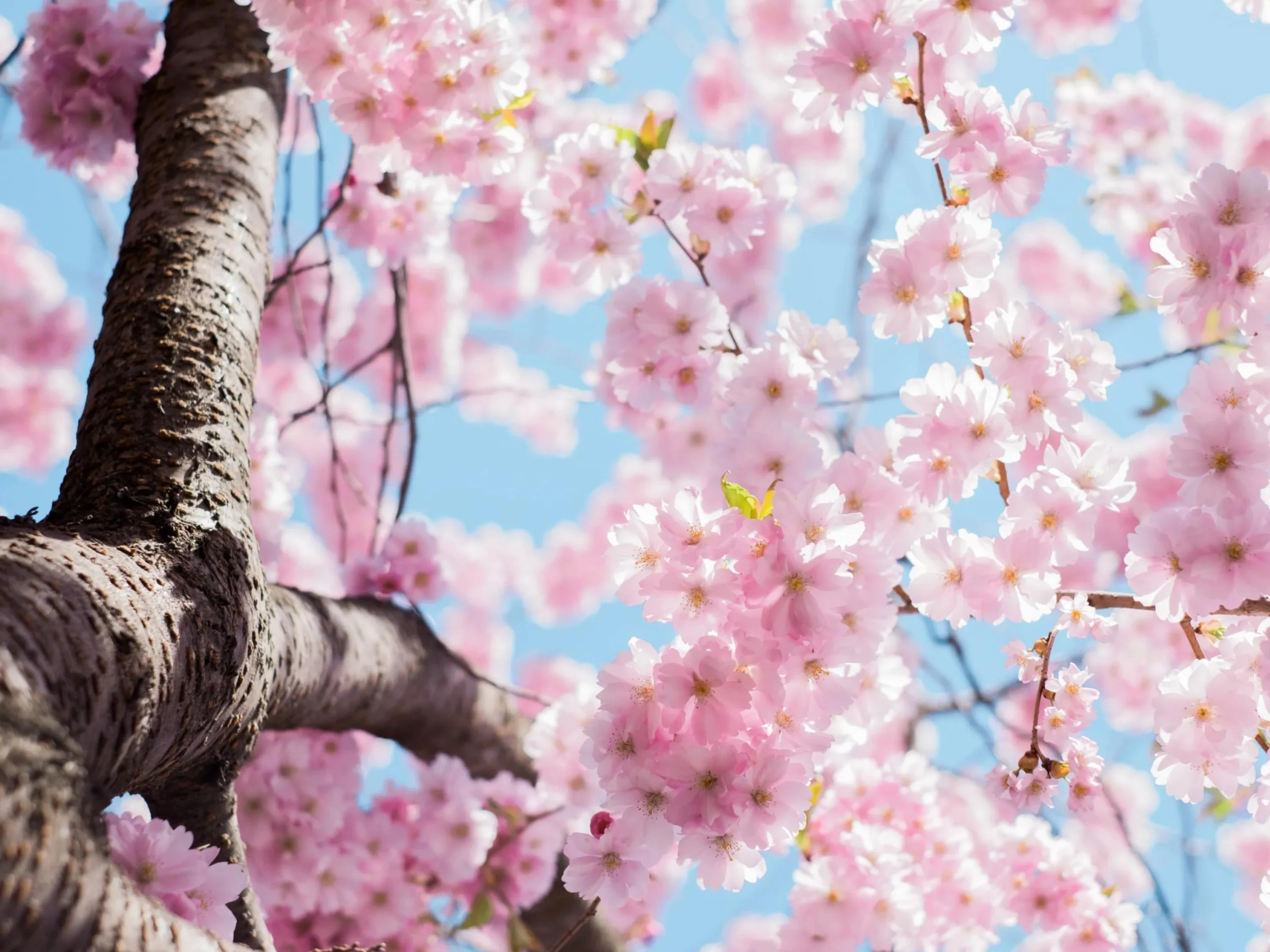 sakura cerezos en flor - Cuándo florecen los cerezos sakura