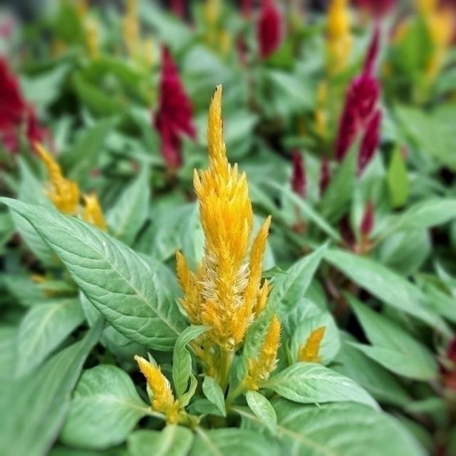 Flor de Penacho: Un Estallido de Color para tu Jardín - Cuándo florecen los penachos flor de penacho - Cuándo florecen los penachos