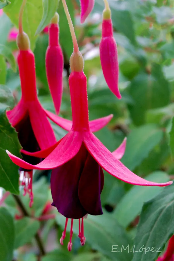 flor de zarcillo - Cuándo florecen los pendientes de la reina