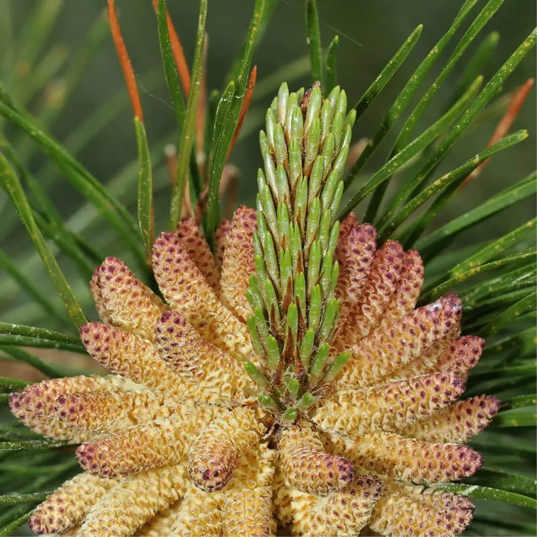 flor del pino silvestre - Cuándo florecen los pinos