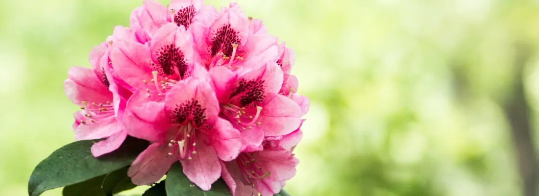 rododendro flor - Cuándo florecen los rododendros