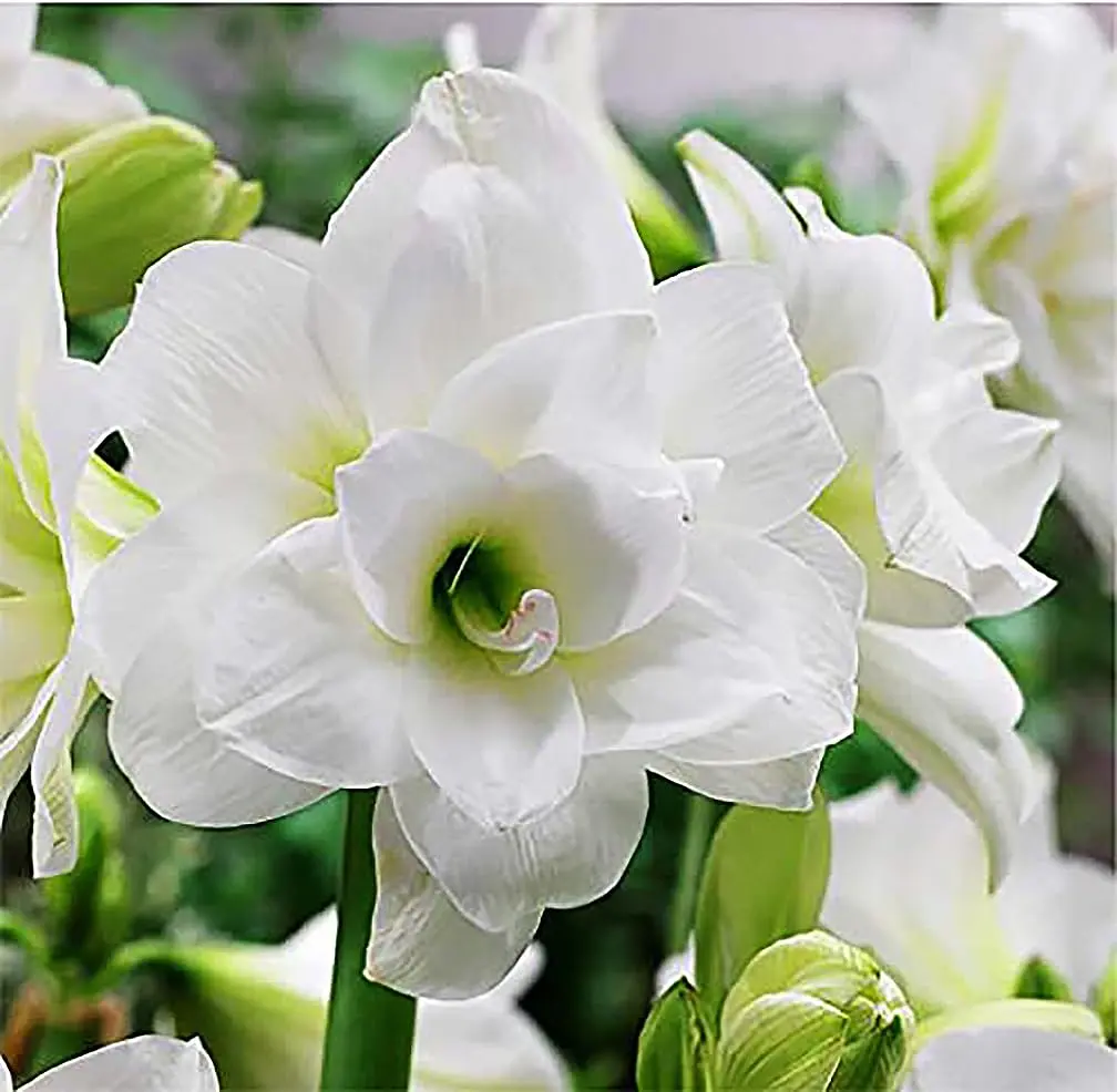 amarilis flor blanca - Cuándo hay que plantar los amarilis