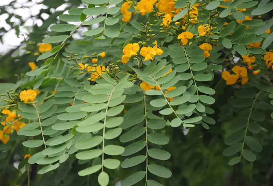 Tipas en flor: una belleza natural que cautiva - Cuando pierde la hoja la tipa tipas en flor - Cuando pierde la hoja la tipa