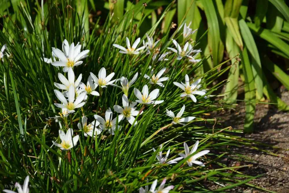 La flor Zephyranthes: Belleza y resistencia en tu jardín - Cuándo plantar bulbos de zephyranthes flor zephyranthes - Cuándo plantar bulbos de zephyranthes