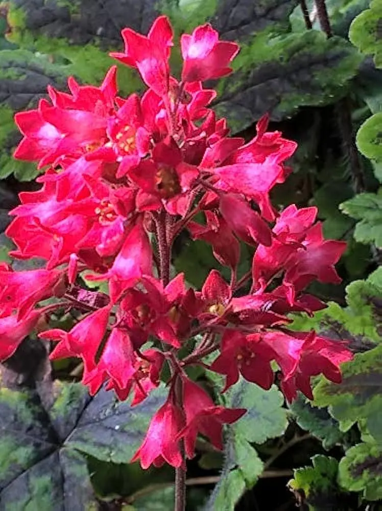 campanas de coral flor - Cuándo plantar Heucheras