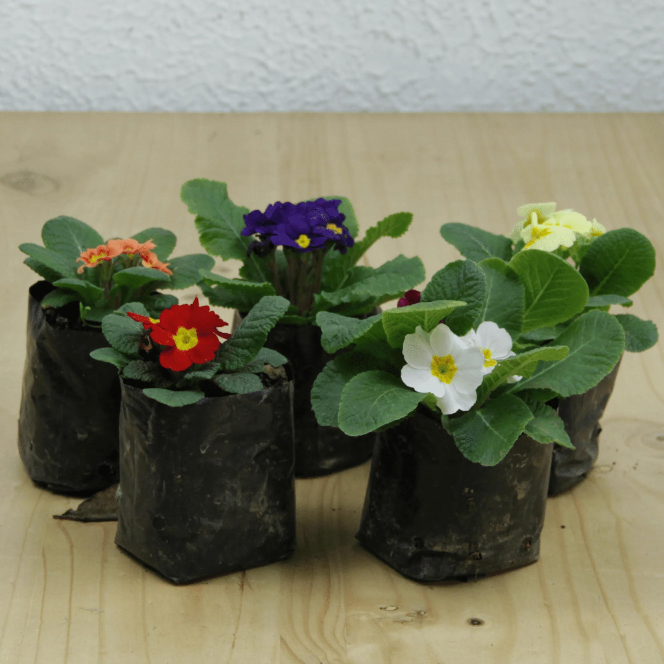 Flor Oreja de Oso: Una Joya del Pirineo - Cuándo plantar orejas de oso flor oreja de oso - Cuándo plantar orejas de oso