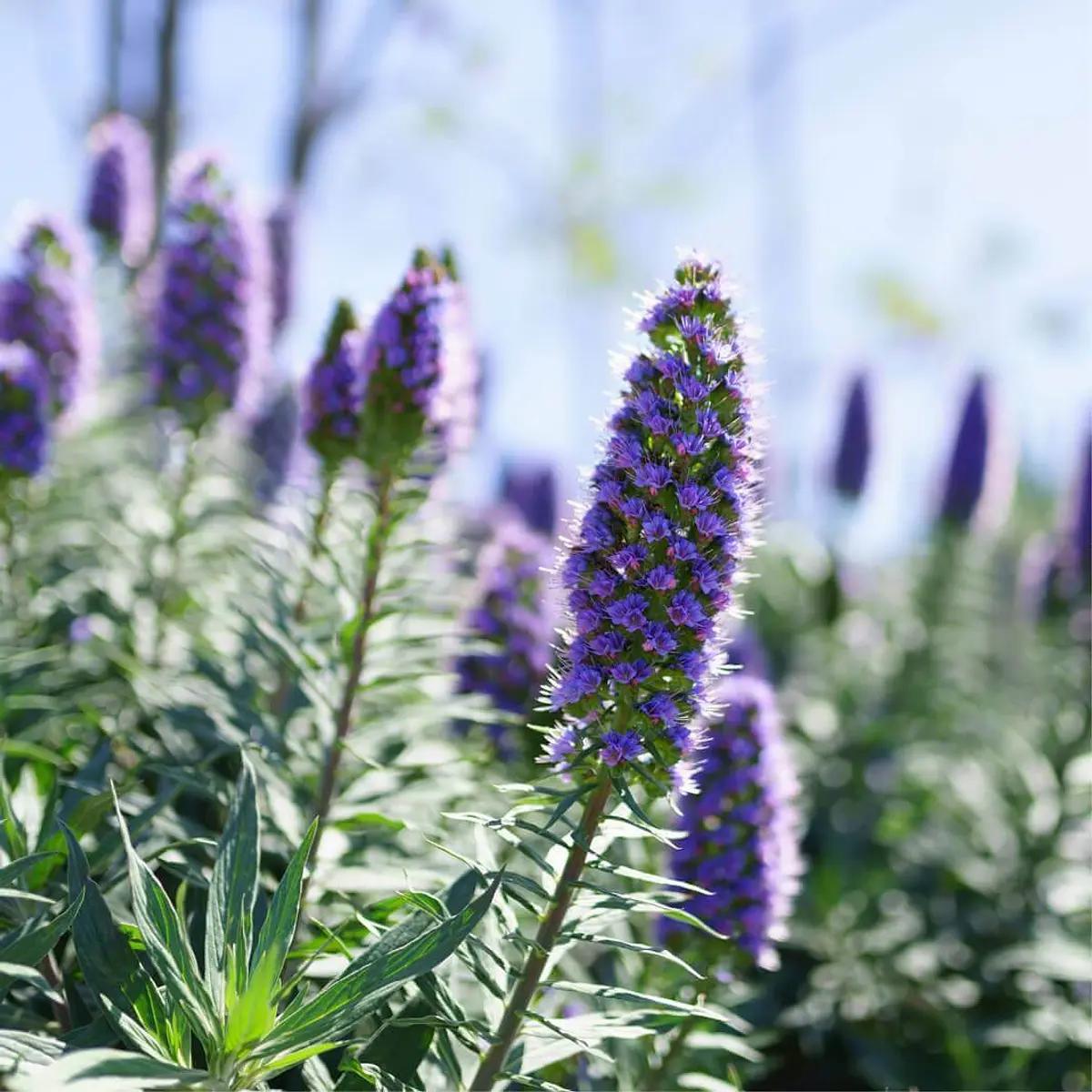 Echium flor: Una planta perenne de gran belleza - Cuándo podar equium echium flor - Cuándo podar equium