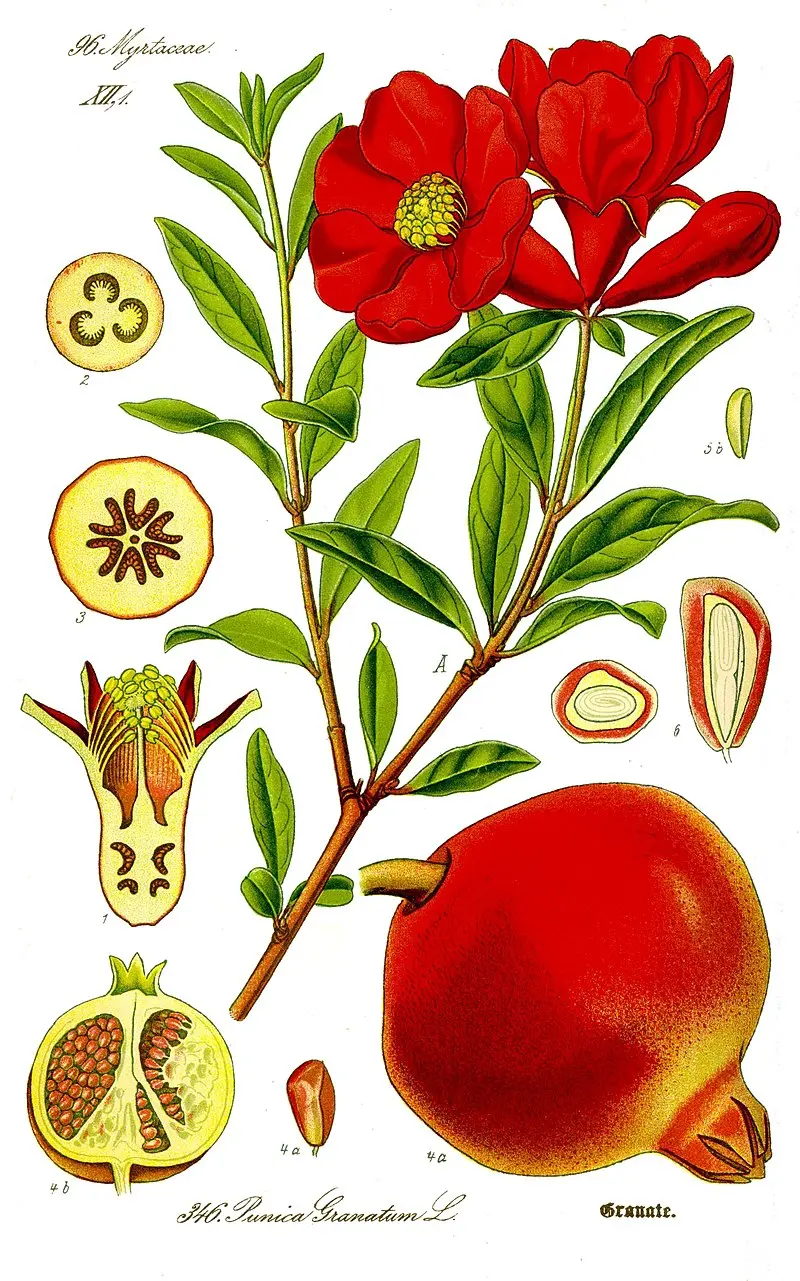 granada fruta flor - Cuándo sale la flor de la granada