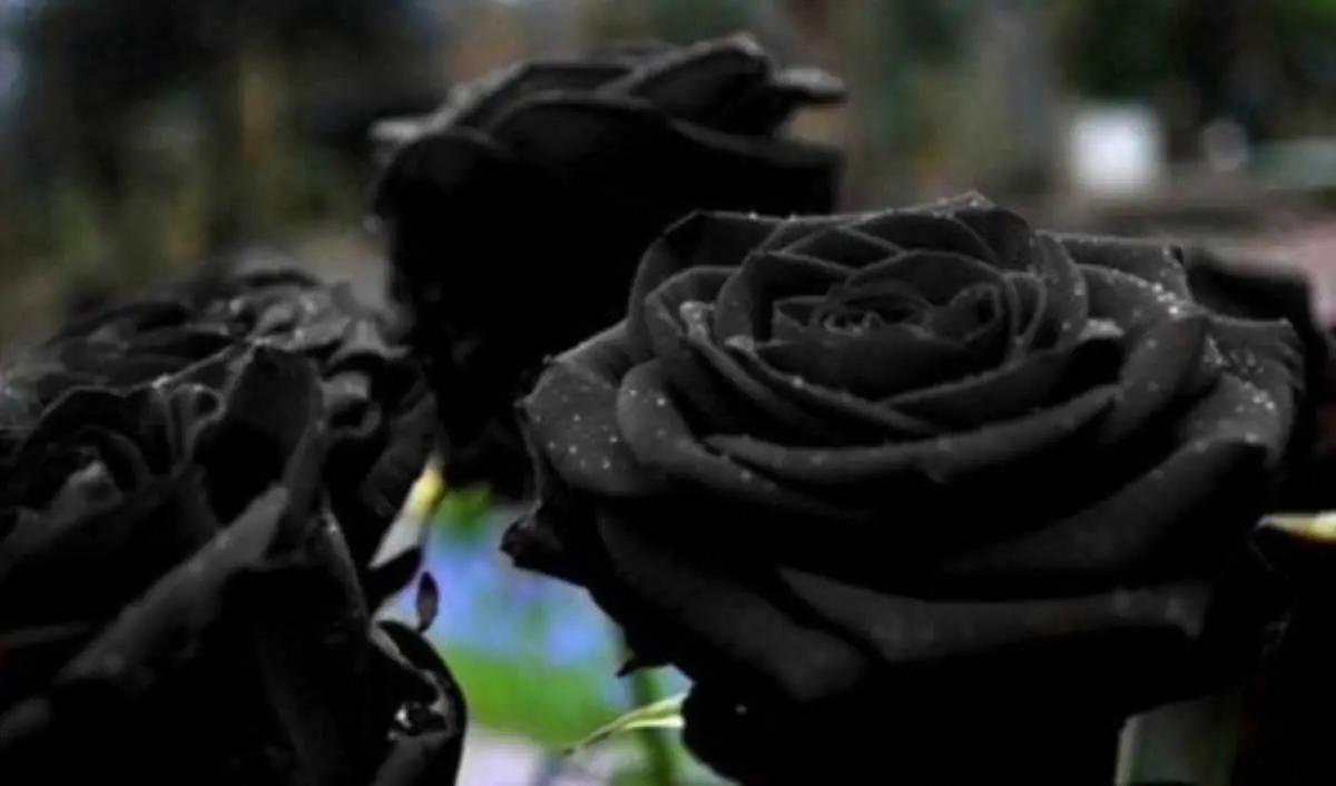 flores negras - Cuándo se dan las flores negras