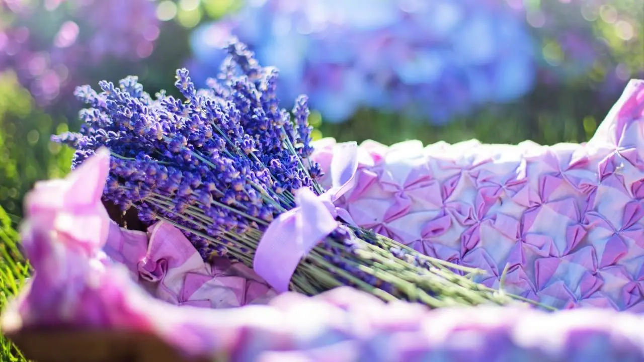 marco de flores violetas - Cuándo se dan las flores violetas