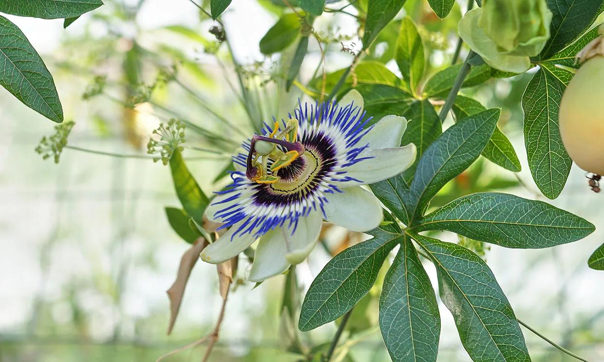 La Flor Pasionaria: Belleza y beneficios de una trepadora espectacular - Cuándo se planta la flor de la pasión flor pasionaria - Cuándo se planta la flor de la pasión