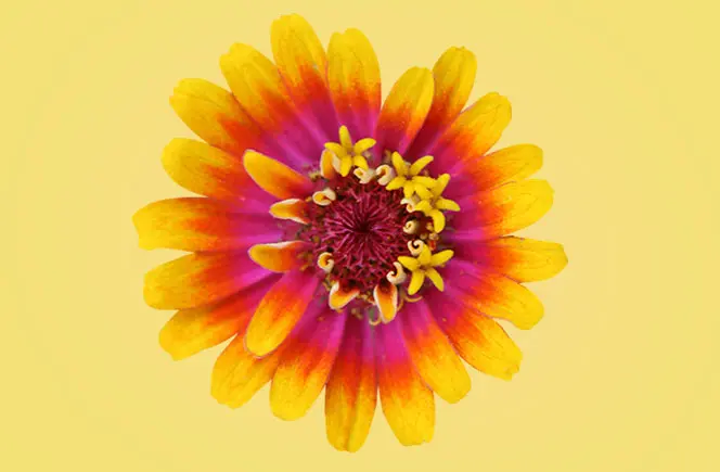 flor cartulina natural - Cuándo se plantan las flores de papel