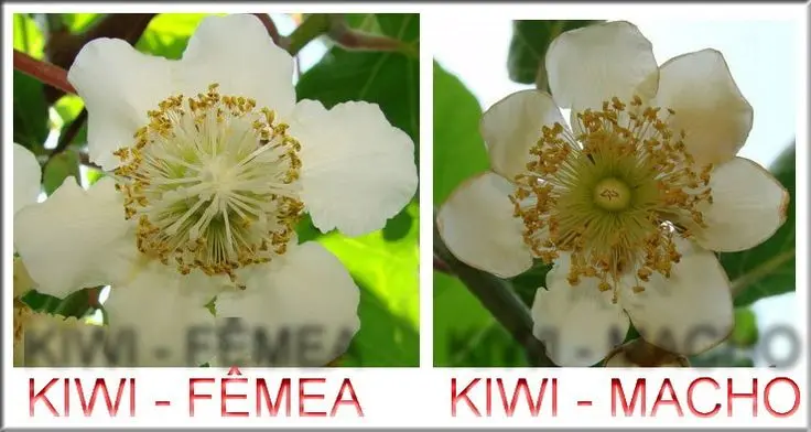 Flor de kiwi macho - Cuándo se poda el kiwi macho flor de kiwi macho - Cuándo se poda el kiwi macho