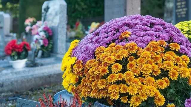 Flores de Todos los Santos: Belleza y Significado - Cuándo se siembran las flores de los Santos flores de todos los santos - Cuándo se siembran las flores de los Santos